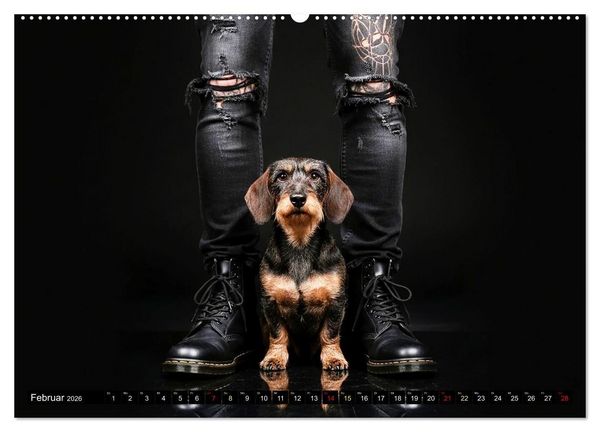 Produktbild: Coole Typen - Rauhaardackel (hochwertiger Premium Wandkalender 2026 DIN A2 quer), Kunstdruck in Hochglanz
