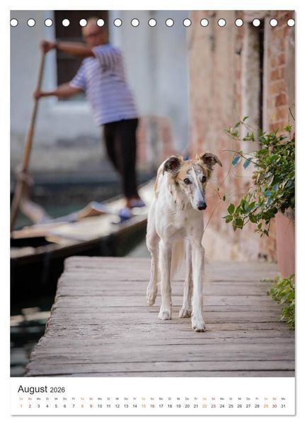 Produktbild: Silken Windsprites - Zwei Windhunde erobern die Lagunenstadt Venedig (Tischkalender 2026 DIN A5 hoch), CALVENDO Monatskalender