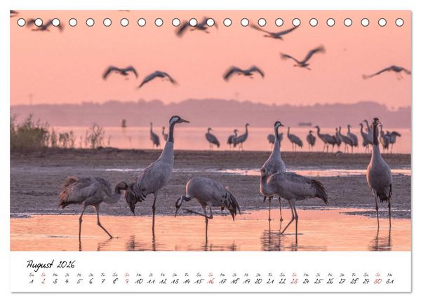 Produktbild: Kraniche am Schlafplatz - im Naturparadies der Mecklenburgischen Seenplatte (Tischkalender 2026 DIN A5 quer), CALVENDO Monatskalender