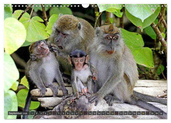 Produktbild: Borneo - Tierparadies Regenwald (Wandkalender 2026 DIN A3 quer), CALVENDO Monatskalender