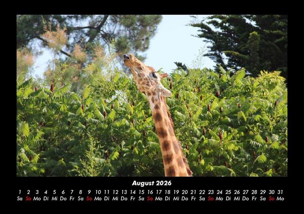 Produktbild: Giraffen 2026 Fotokalender DIN A3