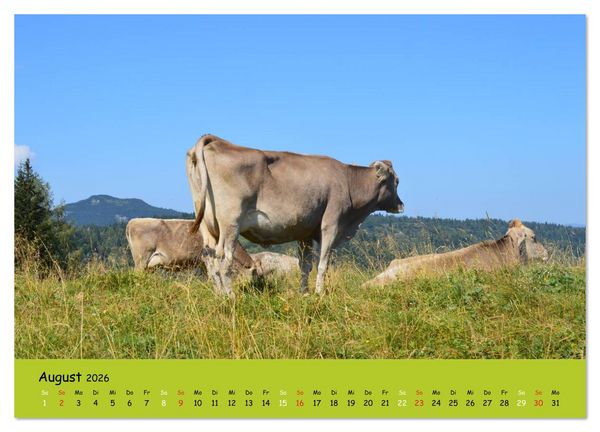 Produktbild: K&uuml;he - Sch&ouml;nheiten der Alpen (Wandkalender 2026 DIN A3 quer), CALVENDO Monatskalender