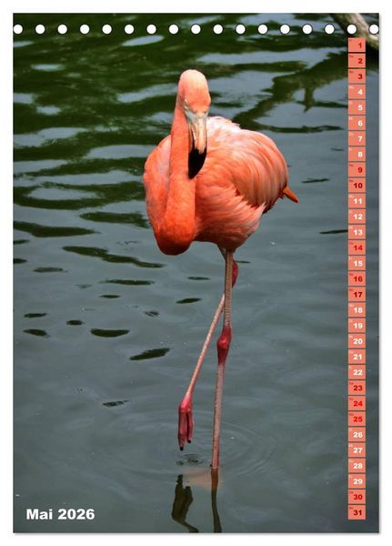 Produktbild: Rosarote Flamingo (Tischkalender 2026 DIN A5 hoch), CALVENDO Monatskalender