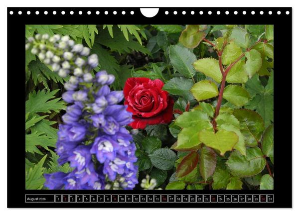 Produktbild: Im Duft der Rosen (Wandkalender 2026 DIN A4 quer), CALVENDO Monatskalender