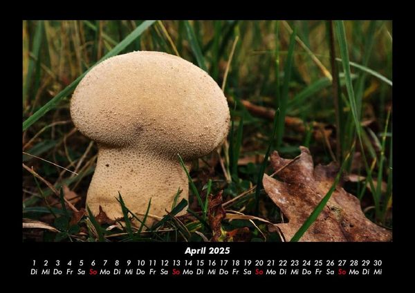 Produktbild: Pilzkalender 2025 Fotokalender DIN A3