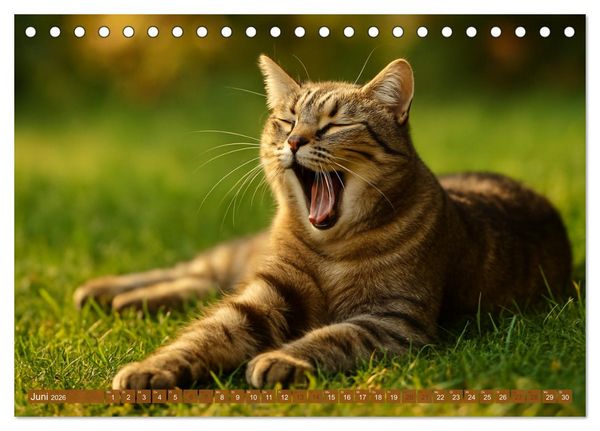 Produktbild: Katzenblicke &ndash; Eleganz und Anmut (Tischkalender 2026 DIN A5 quer), CALVENDO Monatskalender