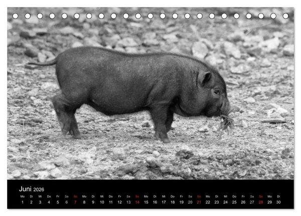Produktbild: Das Leben der Schweine (Tischkalender 2026 DIN A5 quer), CALVENDO Monatskalender