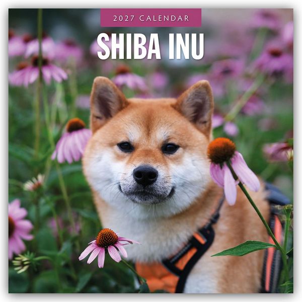 Produktbild: Shiba Inu 2027 &ndash; 16-Monatskalender