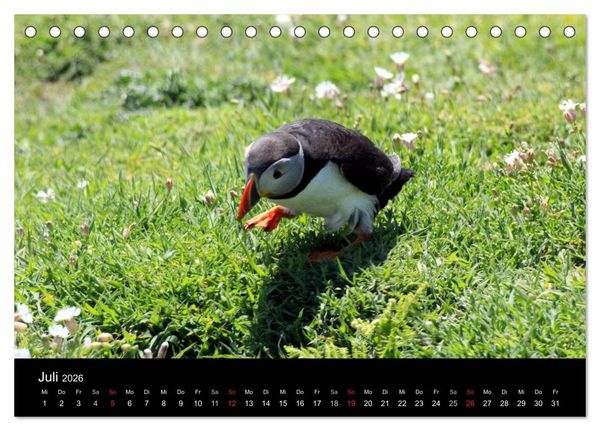Produktbild: Puffins, Papageitauchern ganz nah (Tischkalender 2026 DIN A5 quer), CALVENDO Monatskalender