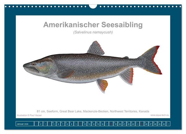 Produktbild: Fisch als Kunst 2026: Amerikanische Saiblinge (Wandkalender 2026 DIN A3 quer), CALVENDO Monatskalender
