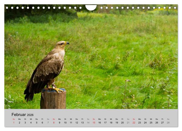 Produktbild: Scharfblick (Wandkalender 2026 DIN A4 quer), CALVENDO Monatskalender