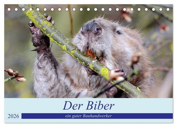 Der Biber, ein guter Bauhandwerker (Tischkalender 2026 DIN A5 quer), CALVENDO Monatskalender