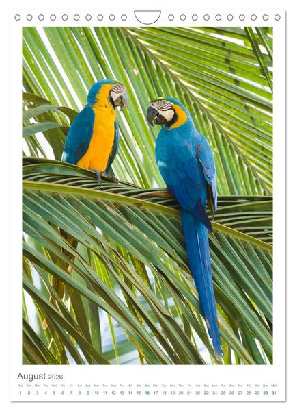 Produktbild: Pantanal Wildlife Photography (Wall Calendar 2026 DIN A4 portrait), CALVENDO 12 Month Wall Calendar