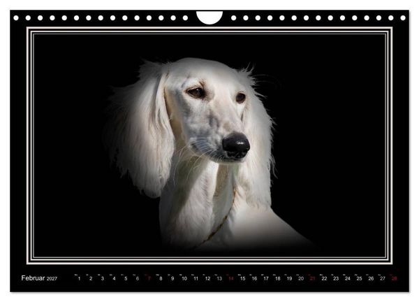 Produktbild: Saluki 2027 (Wandkalender 2027 DIN A4 quer), CALVENDO Monatskalender