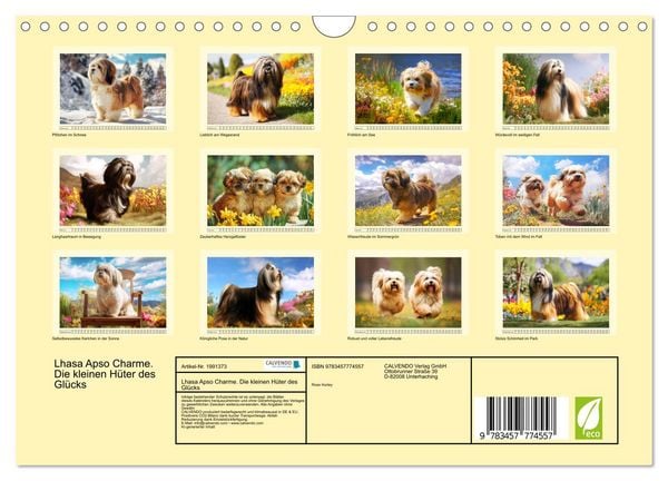 Produktbild: Lhasa Apso Charme. Die kleinen H&uuml;ter des Gl&uuml;cks (Wandkalender 2026 DIN A4 quer), CALVENDO Monatskalender