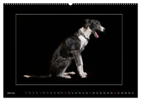 Produktbild: Windhunde - Schnelle Sch&ouml;nheiten (Wandkalender 2026 DIN A2 quer), CALVENDO Monatskalender