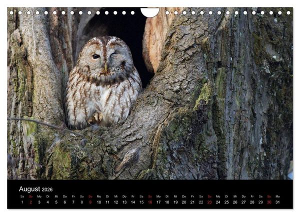 Produktbild: Waldk&auml;uze, fotografiert in M&uuml;nchen (Wandkalender 2026 DIN A4 quer), CALVENDO Monatskalender