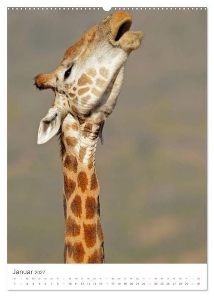 Produktbild: Magie des Augenblicks - Giraffen - Riesen der Savanne (Wandkalender 2027 DIN A2 hoch), CALVENDO Monatskalender