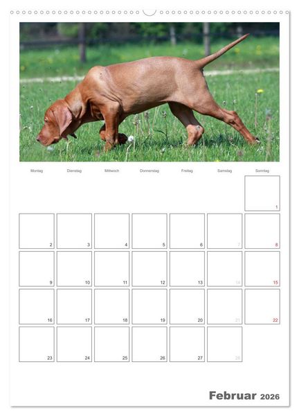 Produktbild: Magyar Vizsla (hochwertiger Premium Wandkalender 2026 DIN A2 hoch), Kunstdruck in Hochglanz