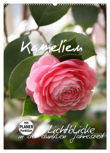 Kamelien Lichtblicke in der dunklen Jahreszeit (Wandkalender 2026 DIN A2 hoch), CALVENDO Monatskalender