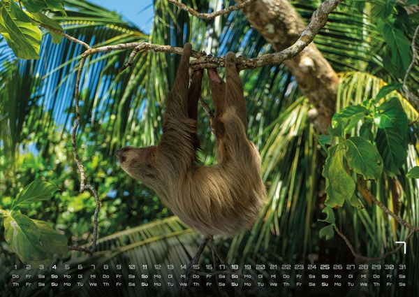 Produktbild: Faultiere &ndash; Chill mal! - 2027 - Kalender DIN A2