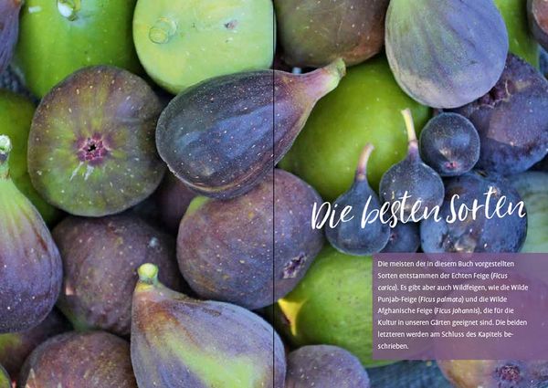 Produktbild: Feigen aus dem eigenen Garten