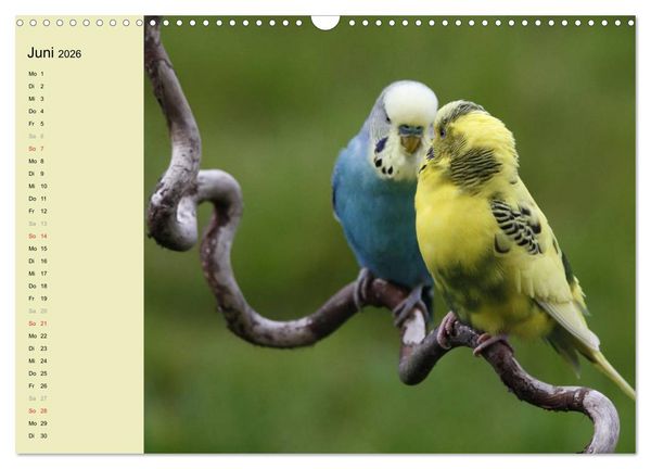 Produktbild: Terminplaner Wellensittiche (Wandkalender 2026 DIN A3 quer), CALVENDO Monatskalender