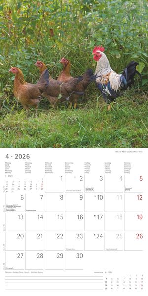 Produktbild: Hühner 2026 - Broschürenkalender 30x30 cm (30x60 geöffnet) - Kalender mit Platz für Notizen - Hühner - Bildkalender - Wandkalender - Hühnerkalender