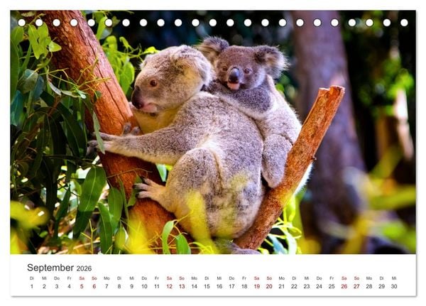 Produktbild: Knuffige Koalab&auml;ren (Tischkalender 2026 DIN A5 quer), CALVENDO Monatskalender