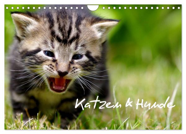 Produktbild: Katzen & Hunde (Wandkalender 2026 DIN A4 quer), CALVENDO Monatskalender