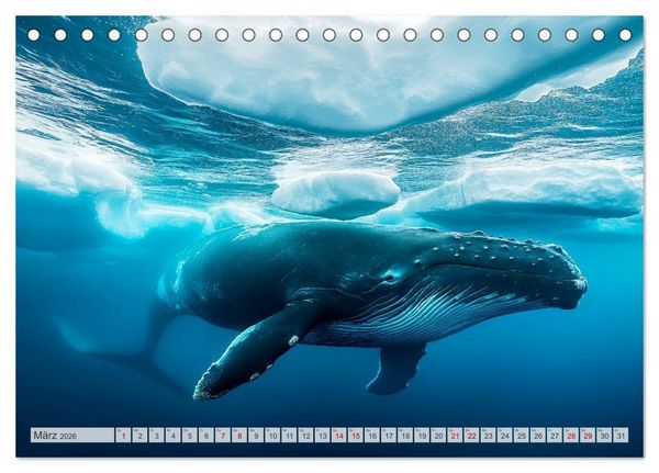 Produktbild: ARKTISCHE TIERE Im Reich der K&auml;lte (Tischkalender 2026 DIN A5 quer), CALVENDO Monatskalender