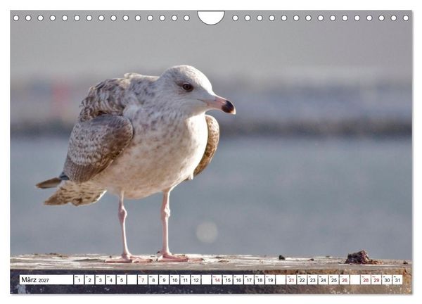 Produktbild: M&ouml;wen- Botschafter des Windes (Wandkalender 2027 DIN A4 quer), CALVENDO Monatskalender