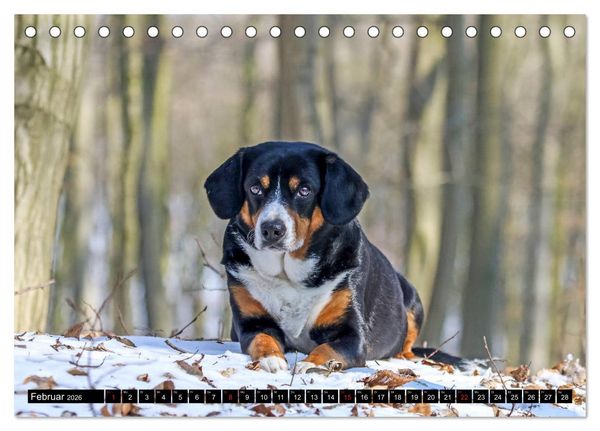 Produktbild: Entlebucher Sennenhund - treue Freunde (Tischkalender 2026 DIN A5 quer), CALVENDO Monatskalender