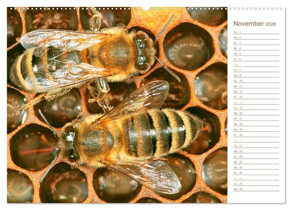 Produktbild: S&uuml;&szlig;es Gold: Imker, Bienen & Honig (hochwertiger Premium Wandkalender 2026 DIN A2 quer), Kunstdruck in Hochglanz