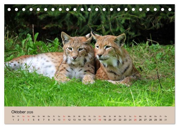 Produktbild: Der Luchs. Pinselohren und Bernsteinaugen (Tischkalender 2026 DIN A5 quer), CALVENDO Monatskalender