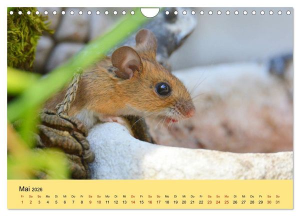 Produktbild: ... hier kommt die Maus ... (Wandkalender 2026 DIN A4 quer), CALVENDO Monatskalender