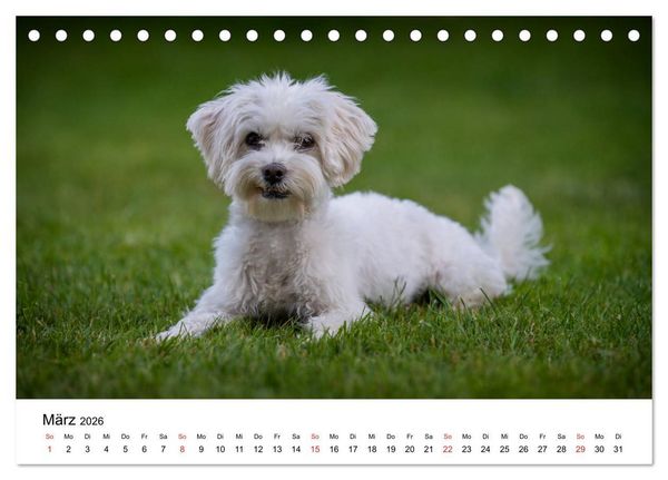 Produktbild: Moritz, der freche Malteser (Tischkalender 2026 DIN A5 quer), CALVENDO Monatskalender
