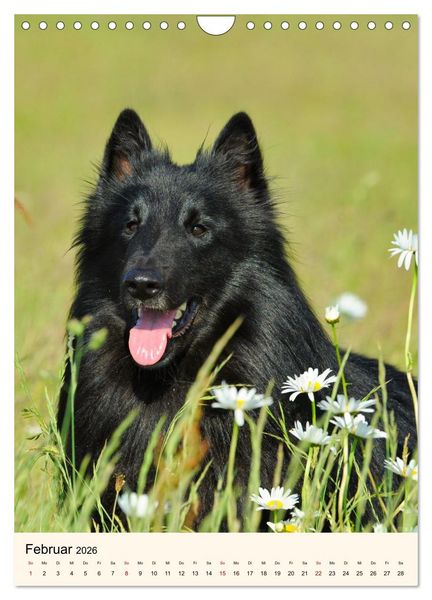 Produktbild: H&uuml;tehunde mit Energie und Ausdauer (Wandkalender 2026 DIN A4 hoch), CALVENDO Monatskalender