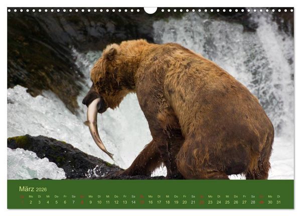 Produktbild: Der B&auml;renkalender 2026 CH-Version (Wandkalender 2026 DIN A3 quer), CALVENDO Monatskalender
