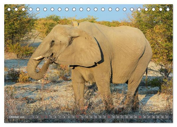 Produktbild: ELEFANTEN IN UNBER&Uuml;HRTER NATUR (Tischkalender 2026 DIN A5 quer), CALVENDO Monatskalender