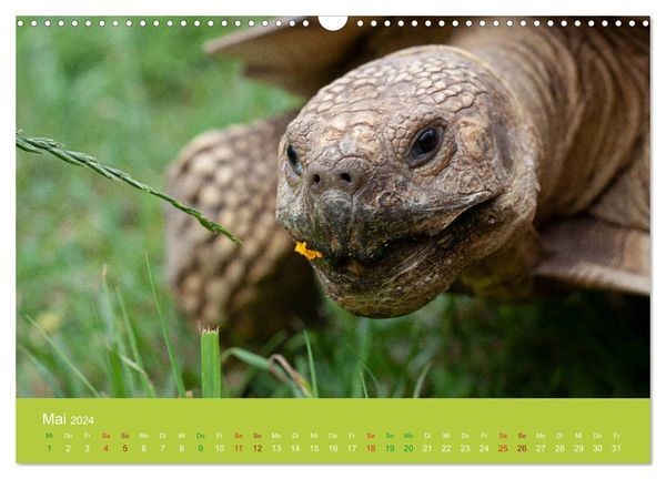 'Meine Schildkröten (Wandkalender 2024 DIN A3 quer), CALVENDO