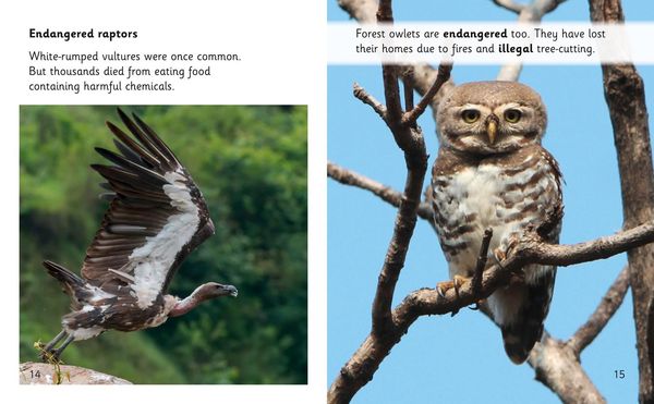 Produktbild: Amazing Raptors
