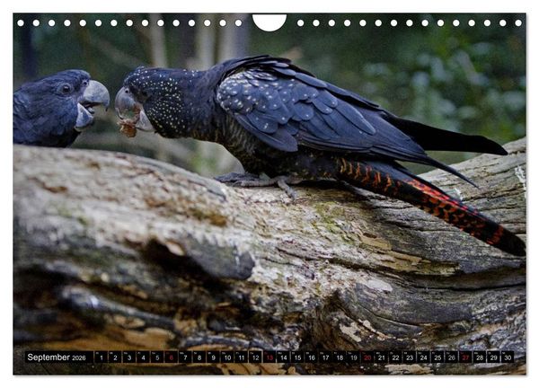 Produktbild: Papageien. Bunt, laut und klug (Wandkalender 2026 DIN A4 quer), CALVENDO Monatskalender