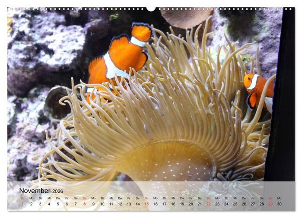 Produktbild: Knallbunte Wasserwelt. Die Welt der Fische (hochwertiger Premium Wandkalender 2026 DIN A2 quer), Kunstdruck in Hochglanz