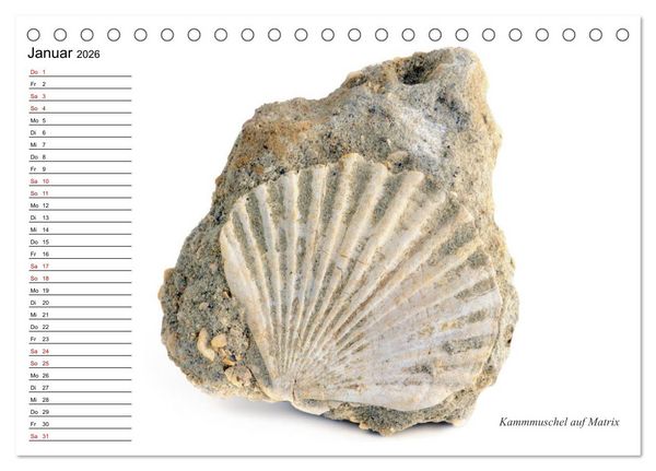Produktbild: Fossilien - Versteinerte Relikte der Erdzeitalter (Tischkalender 2026 DIN A5 quer), CALVENDO Monatskalender
