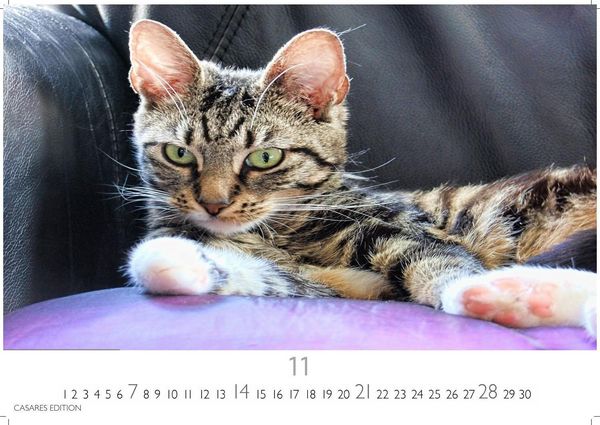 Produktbild: Funny Cats Kalender 2027 &ndash; Wandkalender | Fotokalender Tierkalender 24x35cm - Witziger Katzenkalender