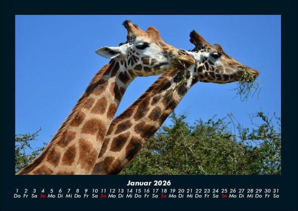 Produktbild: Giraffen 2026 Fotokalender DIN A4