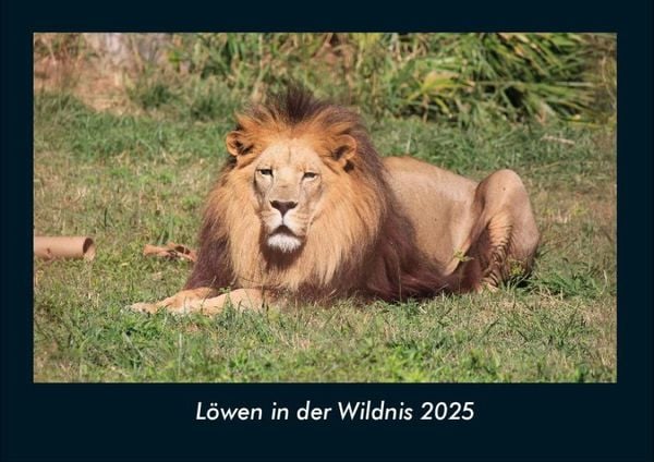 Produktbild: L&ouml;wen in der Wildnis 2025 Fotokalender DIN A4