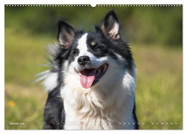 Produktbild: Islandhunde im Portrait (hochwertiger Premium Wandkalender 2026 DIN A2 quer), Kunstdruck in Hochglanz