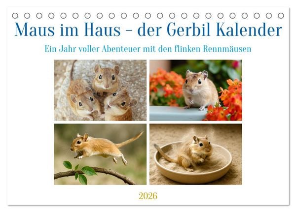 Maus im Haus - der Gerbil Kalender (Tischkalender 2026 DIN A5 quer), CALVENDO Monatskalender